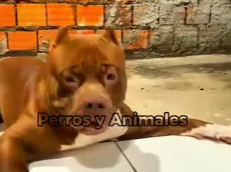 Y1001004 Este es el perro más psicópata del planeta (Part 2)