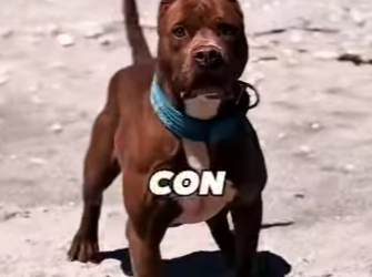 Y1001005 Este perro mata leones tigres (Part 2)