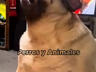 Y1001011 Perros feos como pocos, que todo el mundo considera hermosos (Part 2)