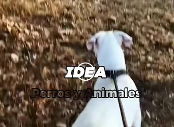 Y1001010 Este es el perro más peligroso del mundo (Part 2)