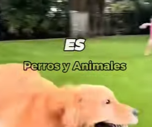 Y1001009 Este tipo es el Golden Retriever, un travieso querido en todo el mund (Part 2)