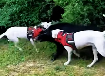 Dogo Argentino vs Puma! (Parte 2)