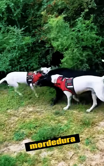 Dogo Argentino vs Puma! (Parte 2)