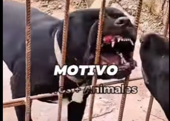 Motivos para que nunca compres un Cane Corso (Parte 2)