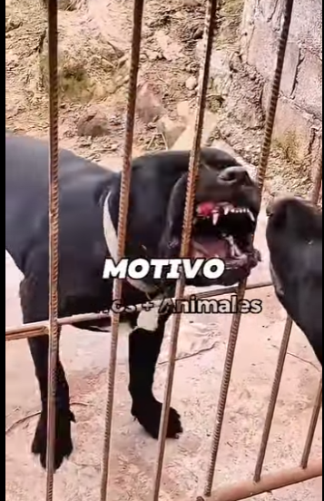 Motivos para que nunca compres un Cane Corso (Parte 2)