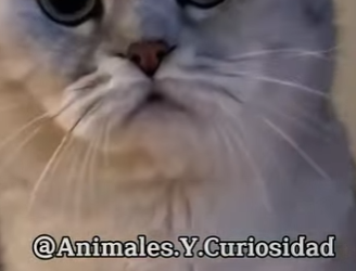 Y1201011 Las cinco razas de gatos más hermosas del mundo (Parte 2)