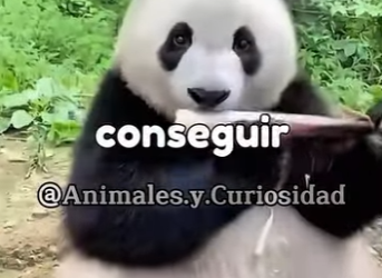 Y1201014 Panda (Parte 2)