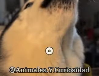 Y1201013 Los cinco perros más guapos son (Parte 2)