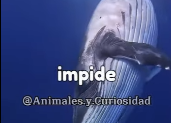 Y1201010 Qué pasa cuando la ballena azul muere (Parte 2)