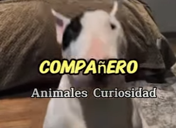 Y1201008 Bull terrier (Parte 2)