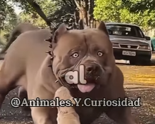 Y1201012 Eso no es un Pitbull (Parte 2)