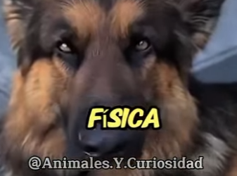 Y1201009 Los perros que no pueden defenderte del rottweiler (Parte 2)