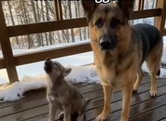 S1201003 He wouldn stop calling her to come home (Part 2)