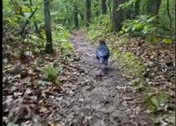 S1001003 Raven bribes me to help baby raccoon (Part 2)