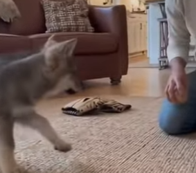 P0501007 On road,a mother wolf was holding her cub in her mouth blocking (Part 2)