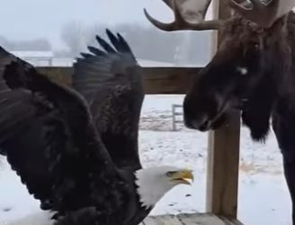 S1201005 Moose are very intelligent! (Part 2)