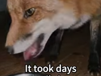 S1201007 Fox hides under my bed rain (Part 2)