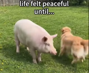 S1001004 She fell off truck,but found home (Part 2)