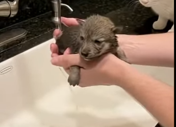 S1001006 My cat brought back wolf pup (Part 2)