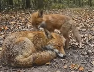 S1201008 baby fox rescued his mother (Part 2)