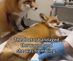 S1201011 Extremely enviable love (Part 2)