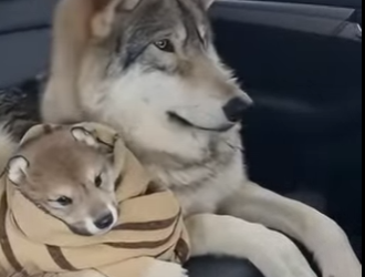 P0501004 saved gray wolf pup fell through ice (Part 2)