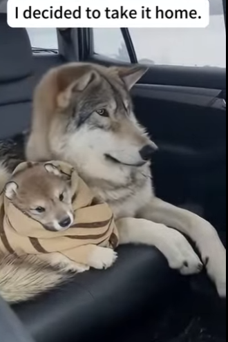 P0501004 saved gray wolf pup fell through ice (Part 2)