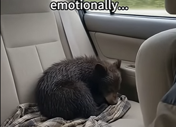 S1001005 Orphan bear cub changes my cat life forever (Part 2)