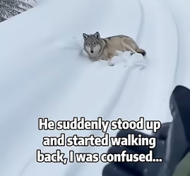 S1001001 wolf was chasing our car (Part 2)