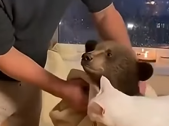 P1201005 soaked baby bear appeared at our door during storm what his (Part 2)