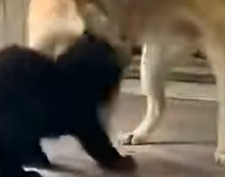 P1201006 We thought she would run once we reached land (Part 2)