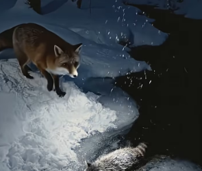 S1201012 Poor raccoon (Part 2)