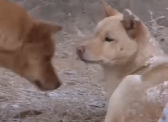 B1201009 Dog Couple Fell Apart (Part 2)