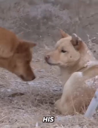 B1201009 Dog Couple Fell Apart (Part 2)