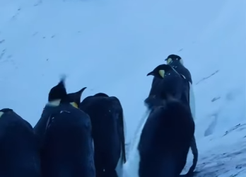 B1201010 Penguins Begged Humans to Break Rules (Part 2)