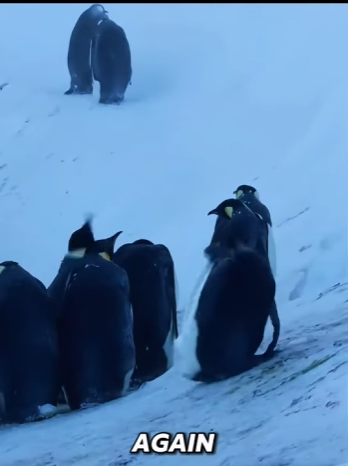 B1201010 Penguins Begged Humans to Break Rules (Part 2)