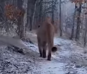 P0501014 cougar suddenly appeared in front of my car on road (Part 2)