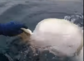 I1201003 Meet so called Russian spy whale caught on camera again (Part 2)