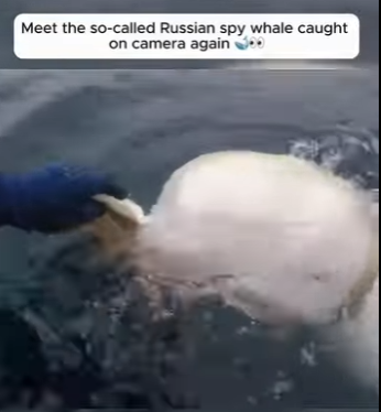I1201003 Meet so called Russian spy whale caught on camera again (Part 2)
