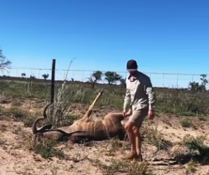 I1201006 Kudu rescue in Central Kalahari (Part 2)