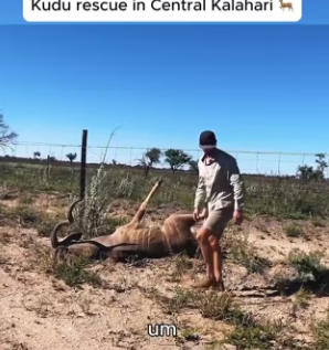 I1201006 Kudu rescue in Central Kalahari (Part 2)