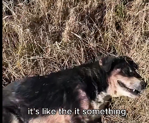 I1201004 Could your dog alert you if friend was hurt (Part 2)