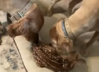 R1401002 Rescate de ciervos (Parte 2)