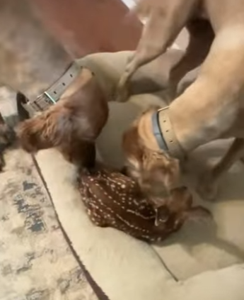 R1401002 Rescate de ciervos (Parte 2)