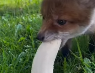 R1401003 Zorros rescatados (Parte 2)