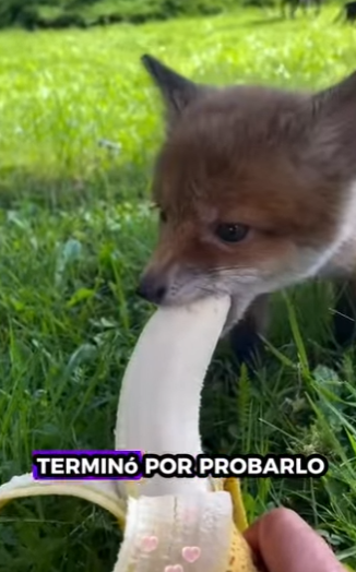 R1401003 Zorros rescatados (Parte 2)