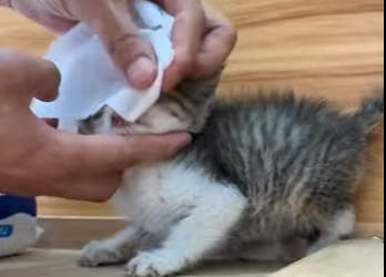 R1401006 Gatitos rescatados (Parte 2)