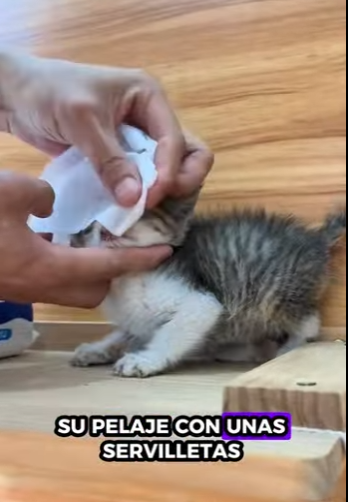 R1401006 Gatitos rescatados (Parte 2)