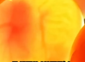 R1401005 Cría de loros bebés rescatados (Parte 2)