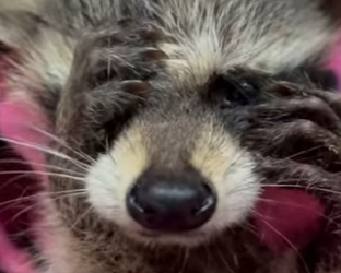 R1401001 Rescatar mapaches (Parte 2)